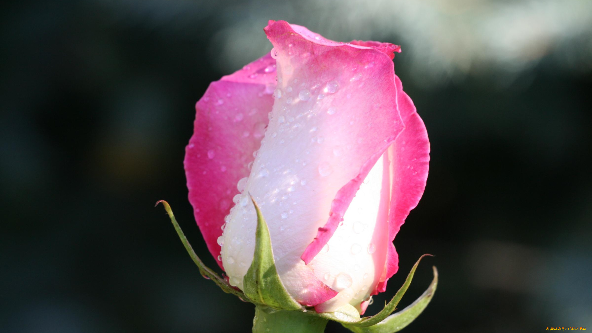 цветы, розы