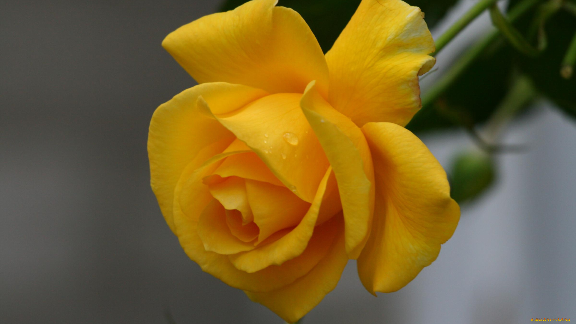 цветы, розы