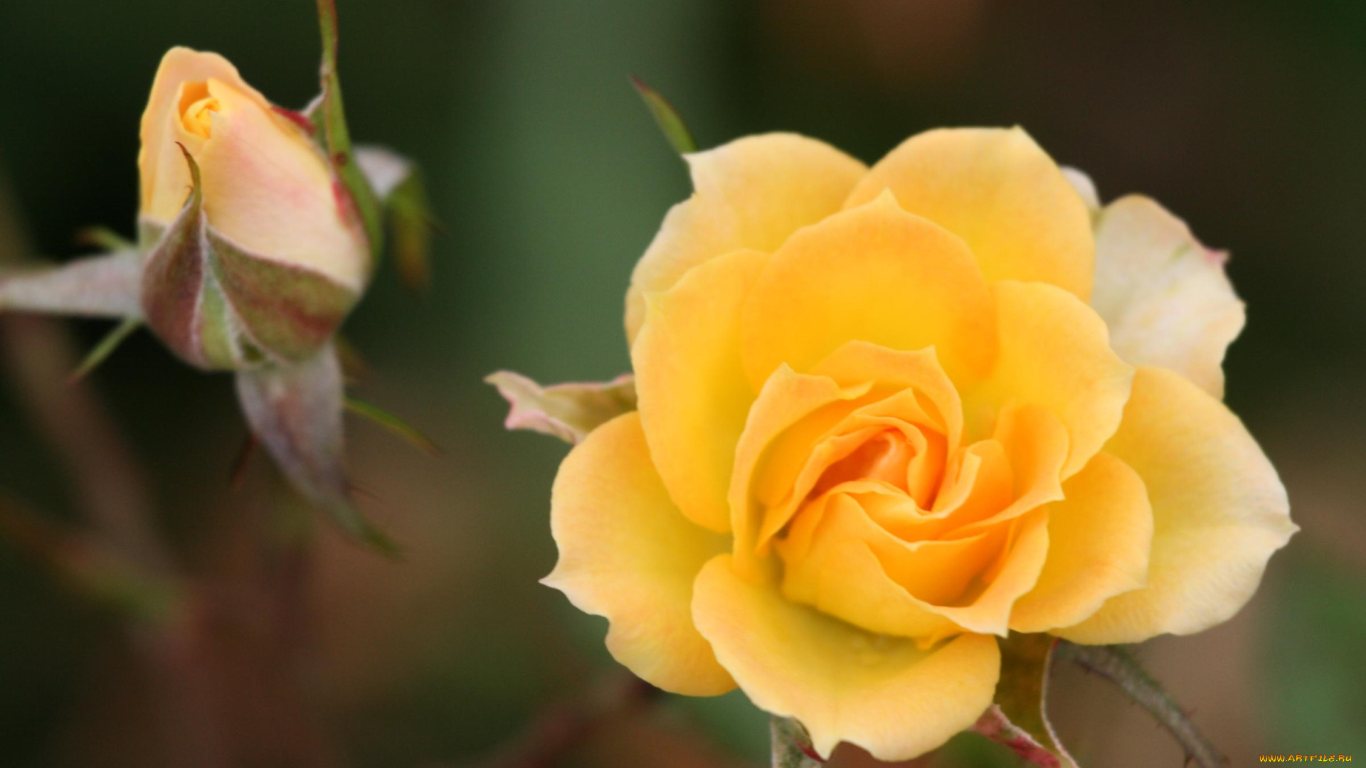 цветы, розы