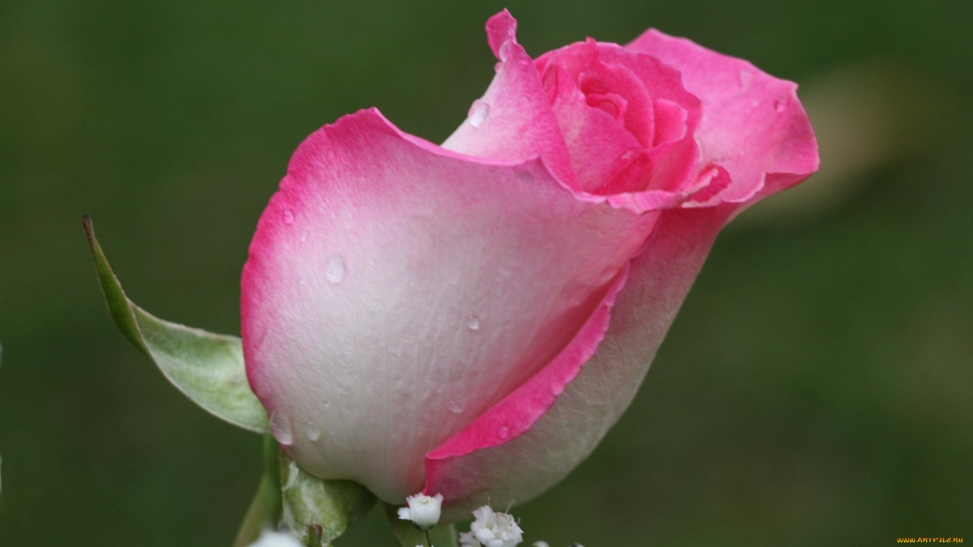 цветы, розы