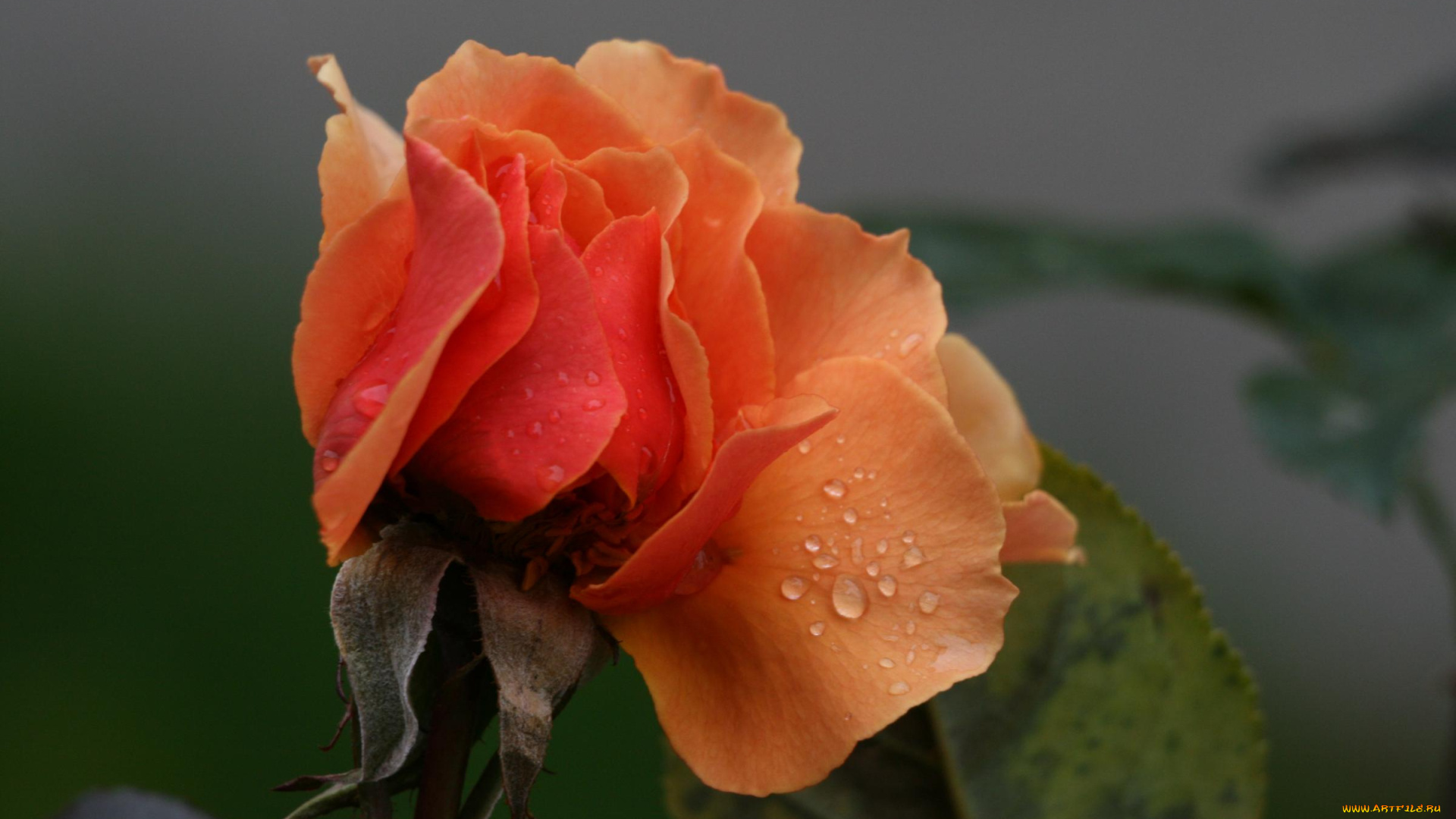 цветы, розы