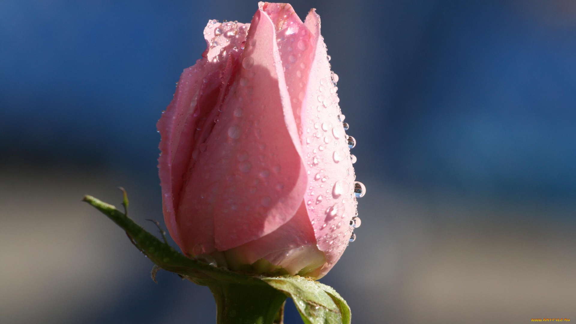 цветы, розы