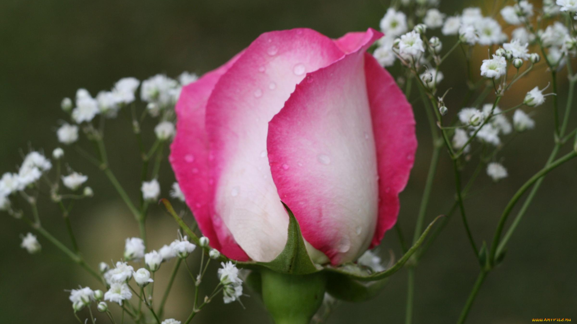 цветы, розы