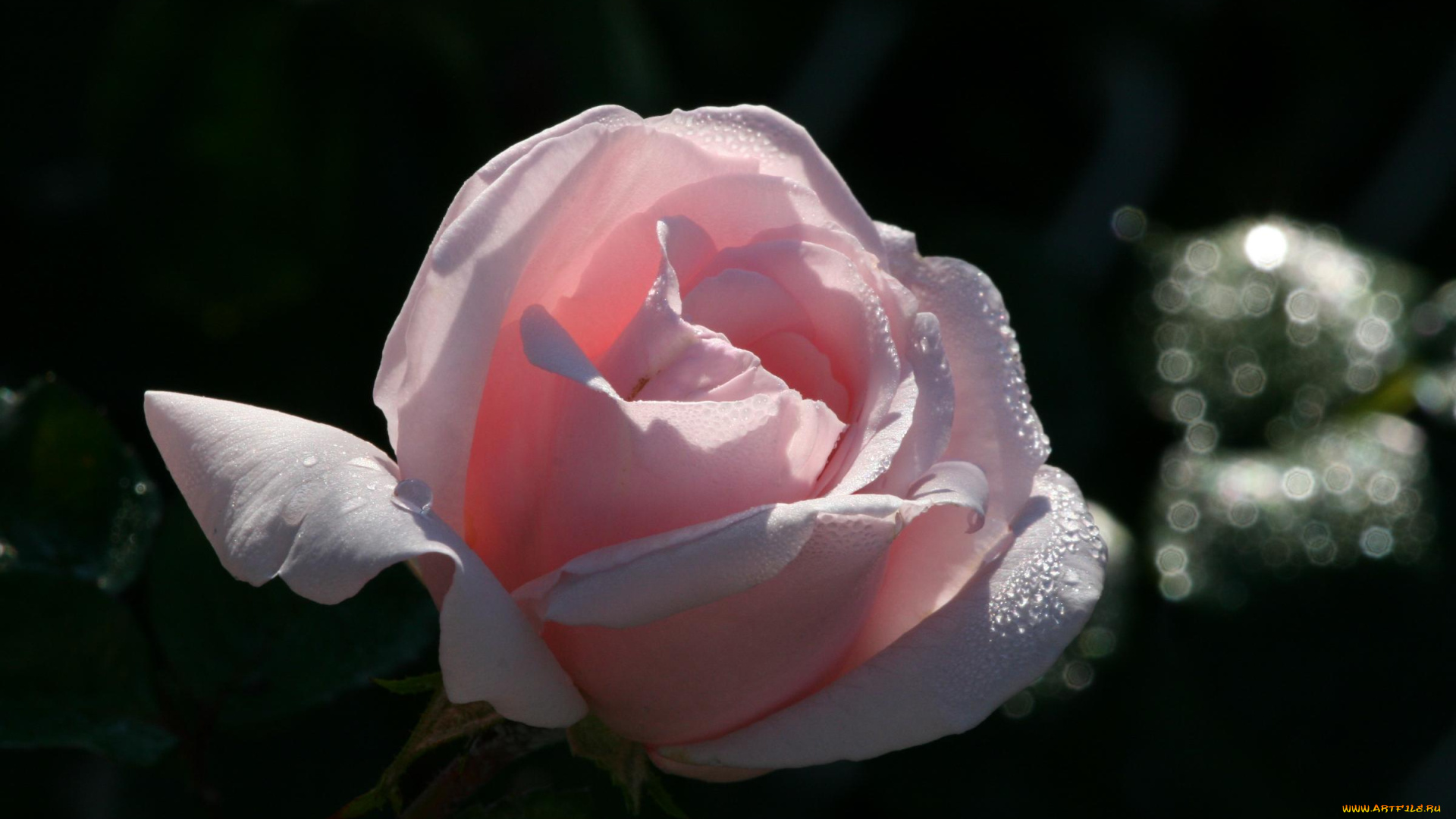 цветы, розы