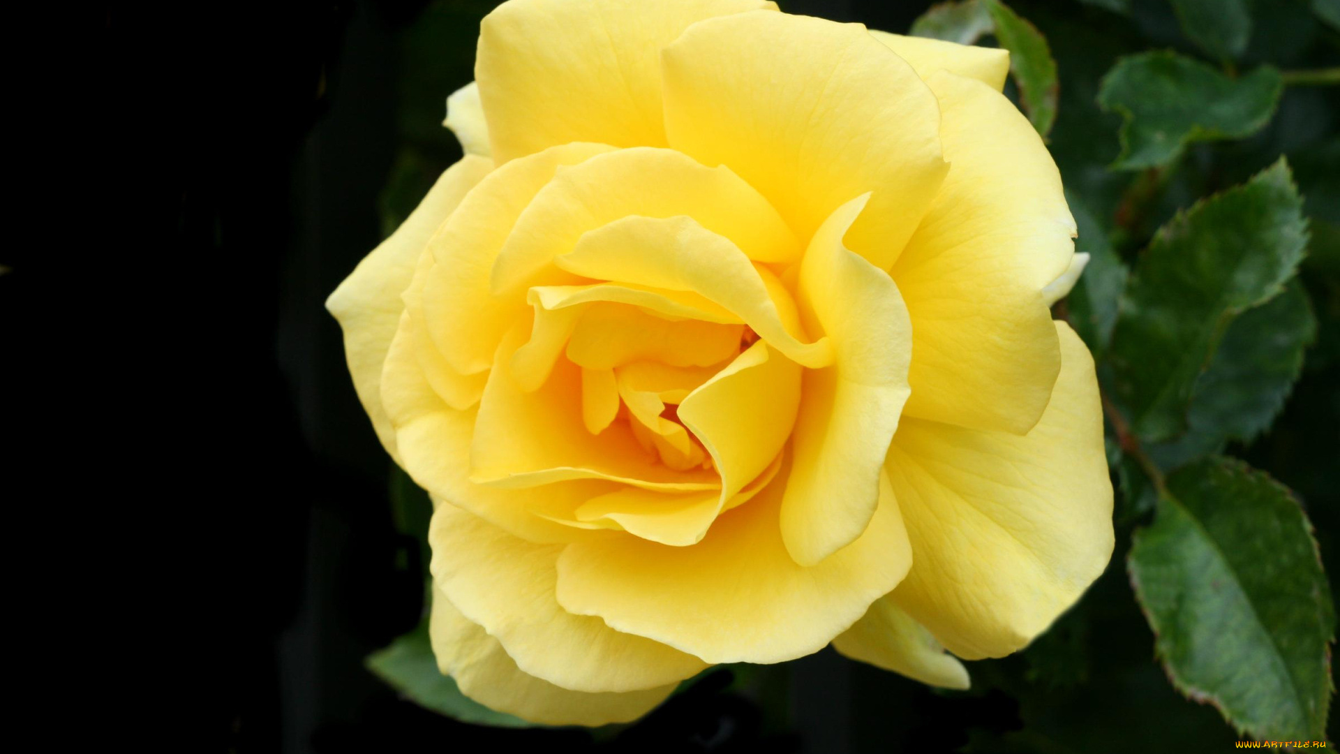 цветы, розы