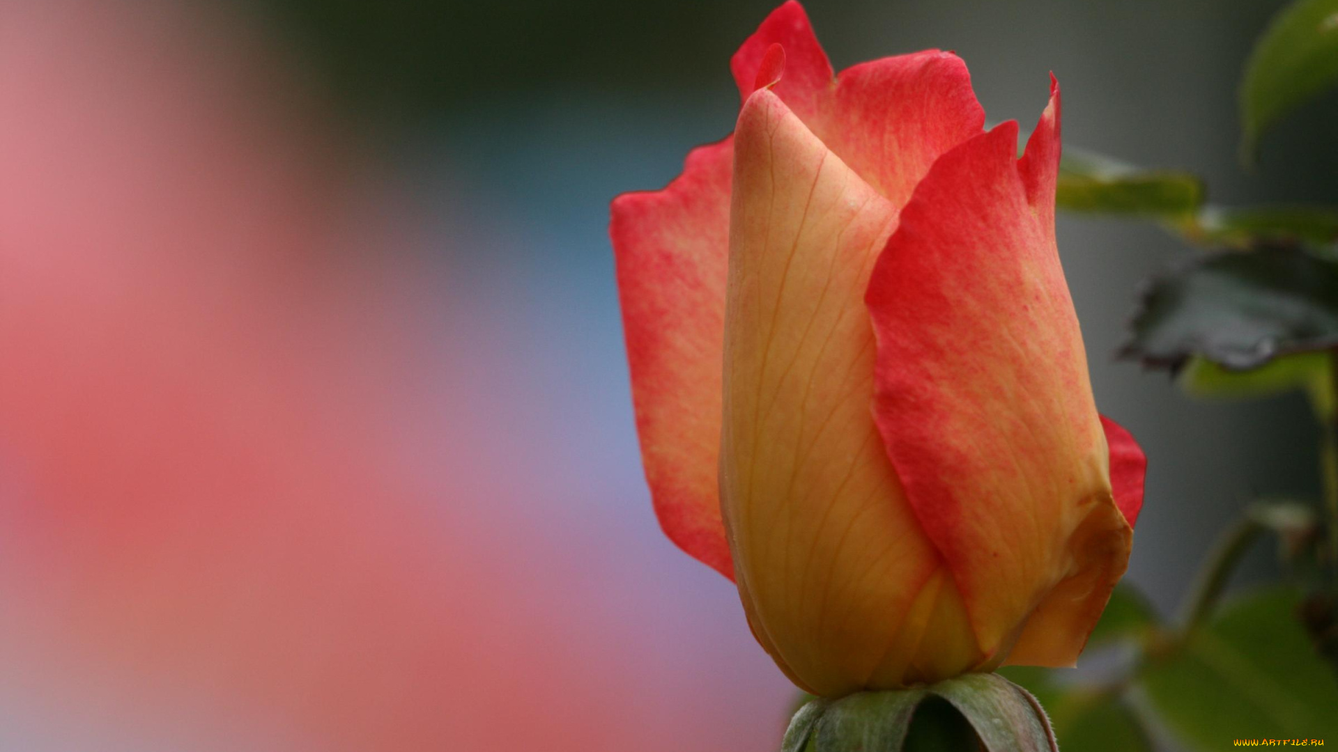 цветы, розы