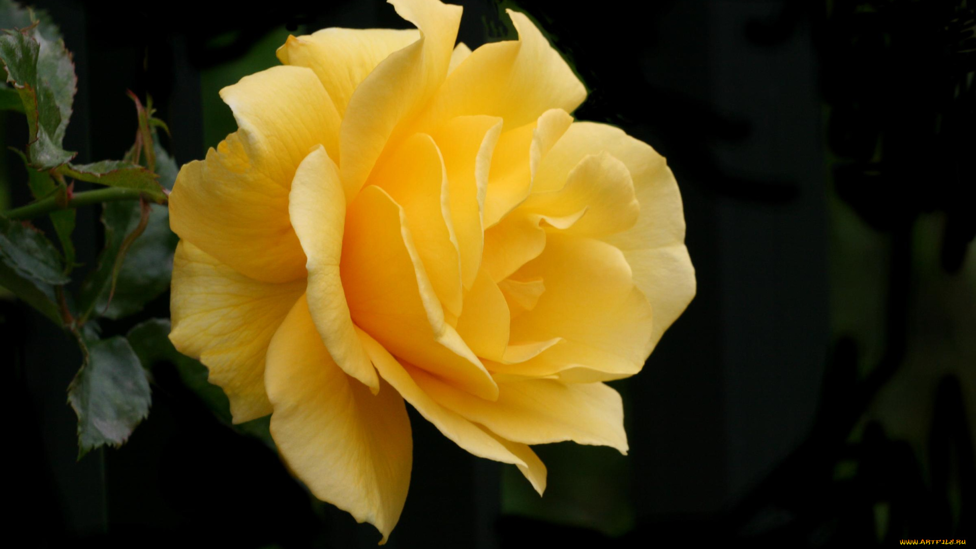 цветы, розы