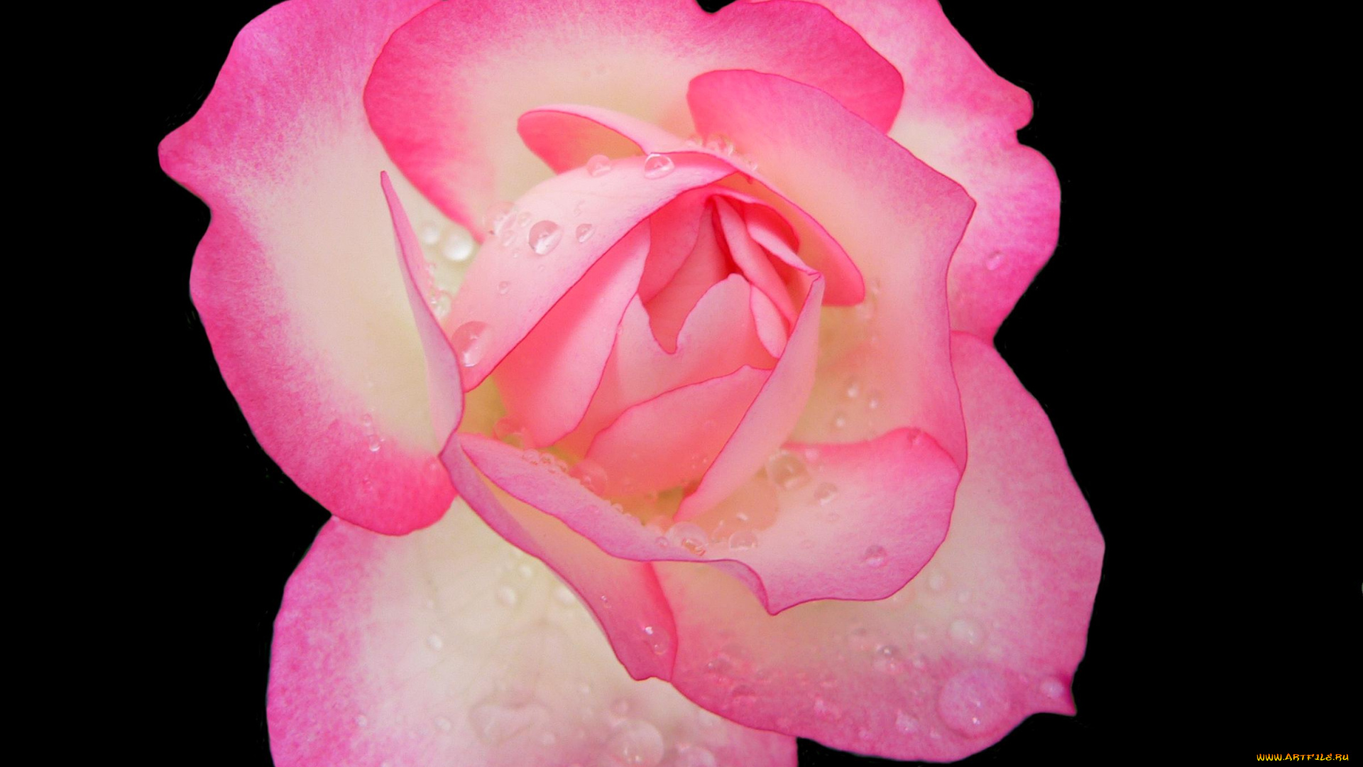 цветы, розы