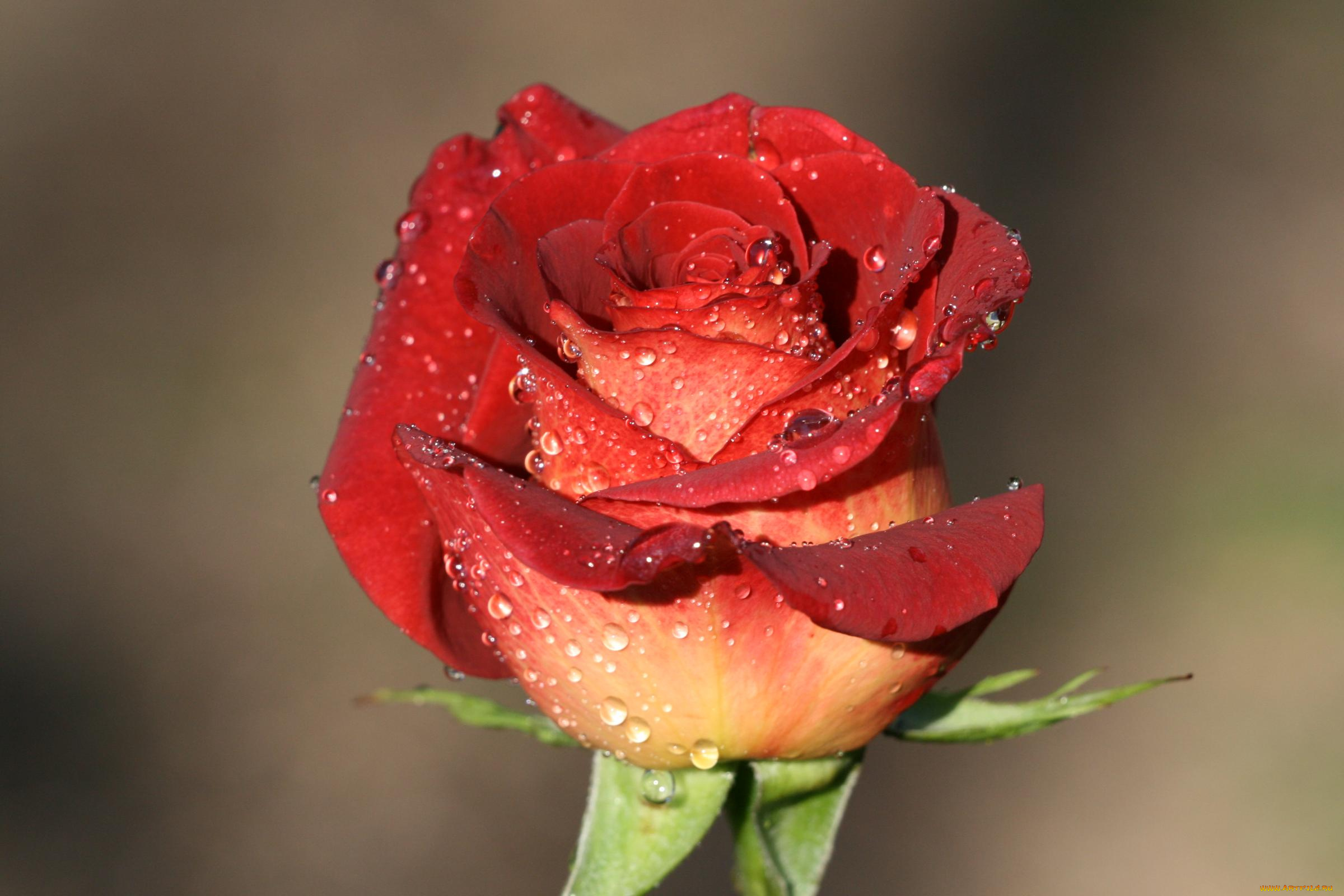 цветы, розы