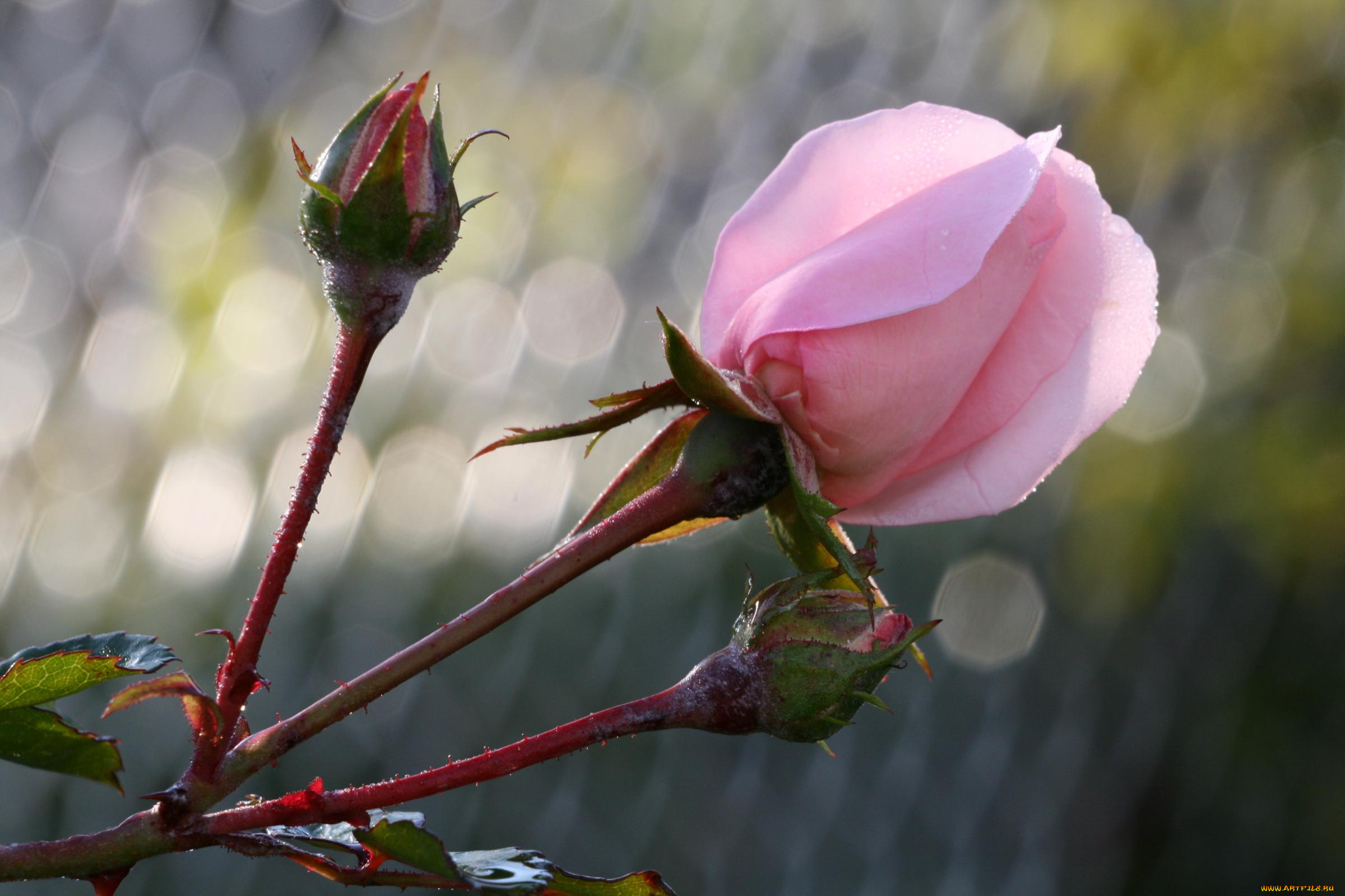 цветы, розы