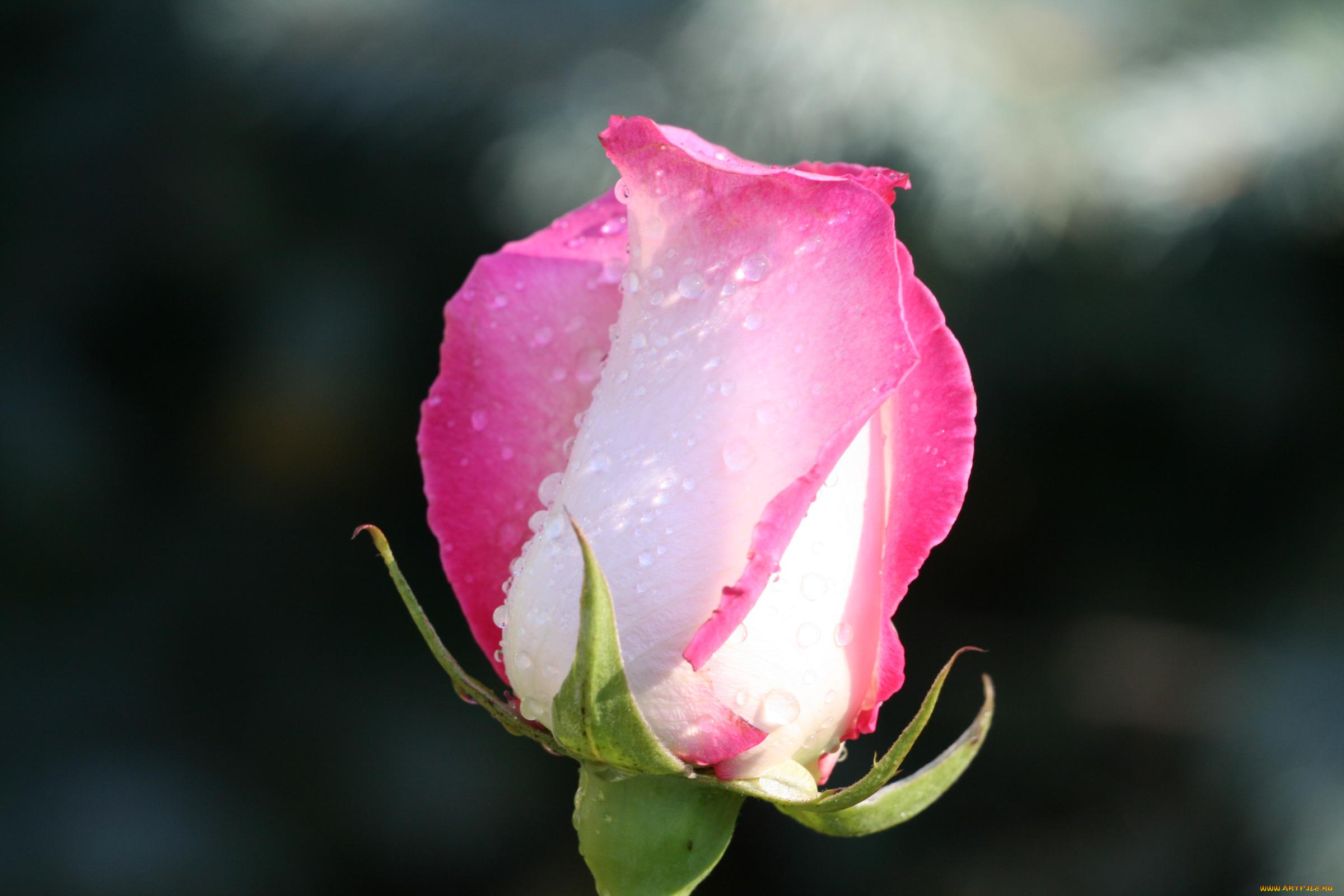 цветы, розы