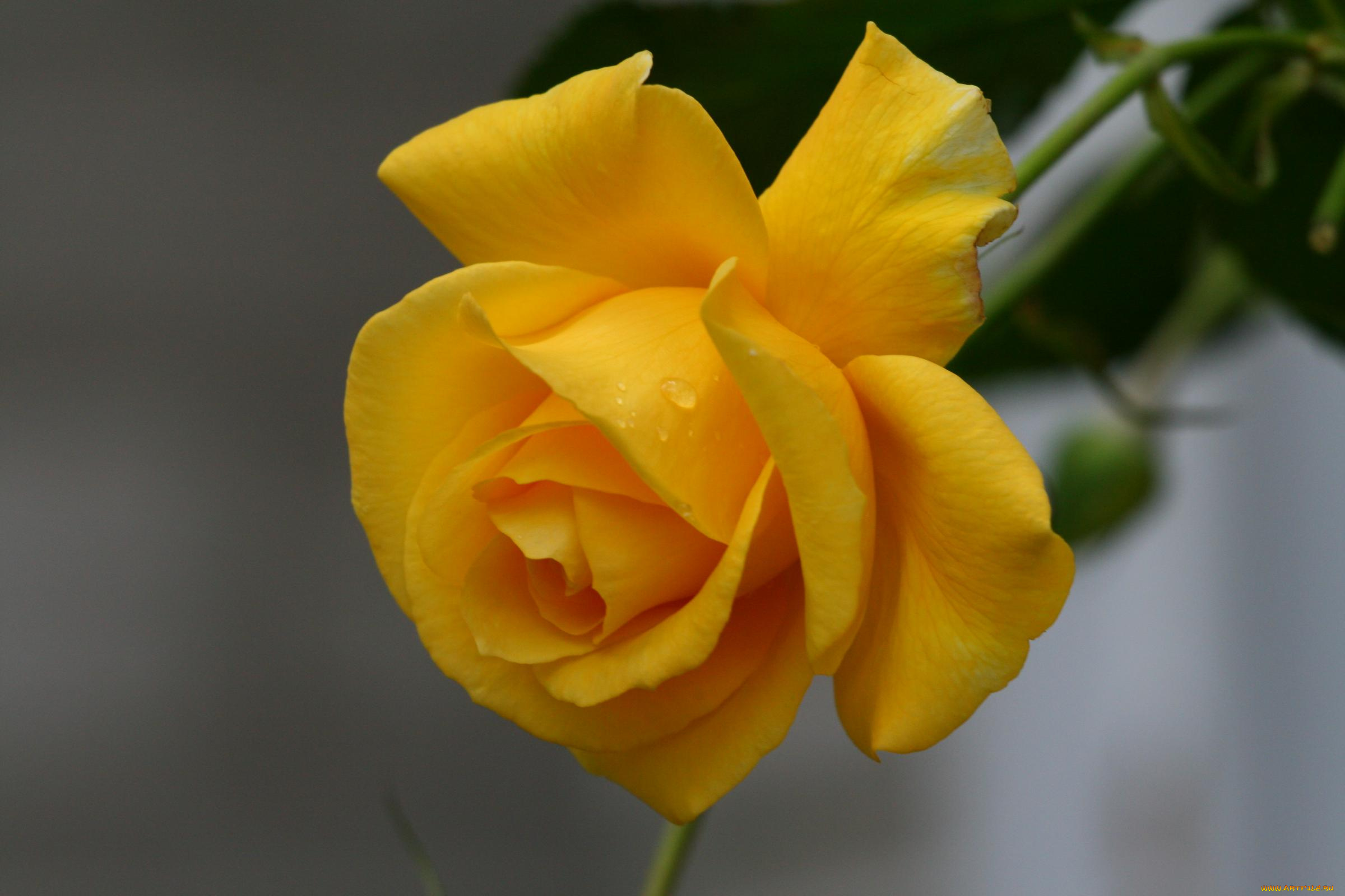 цветы, розы