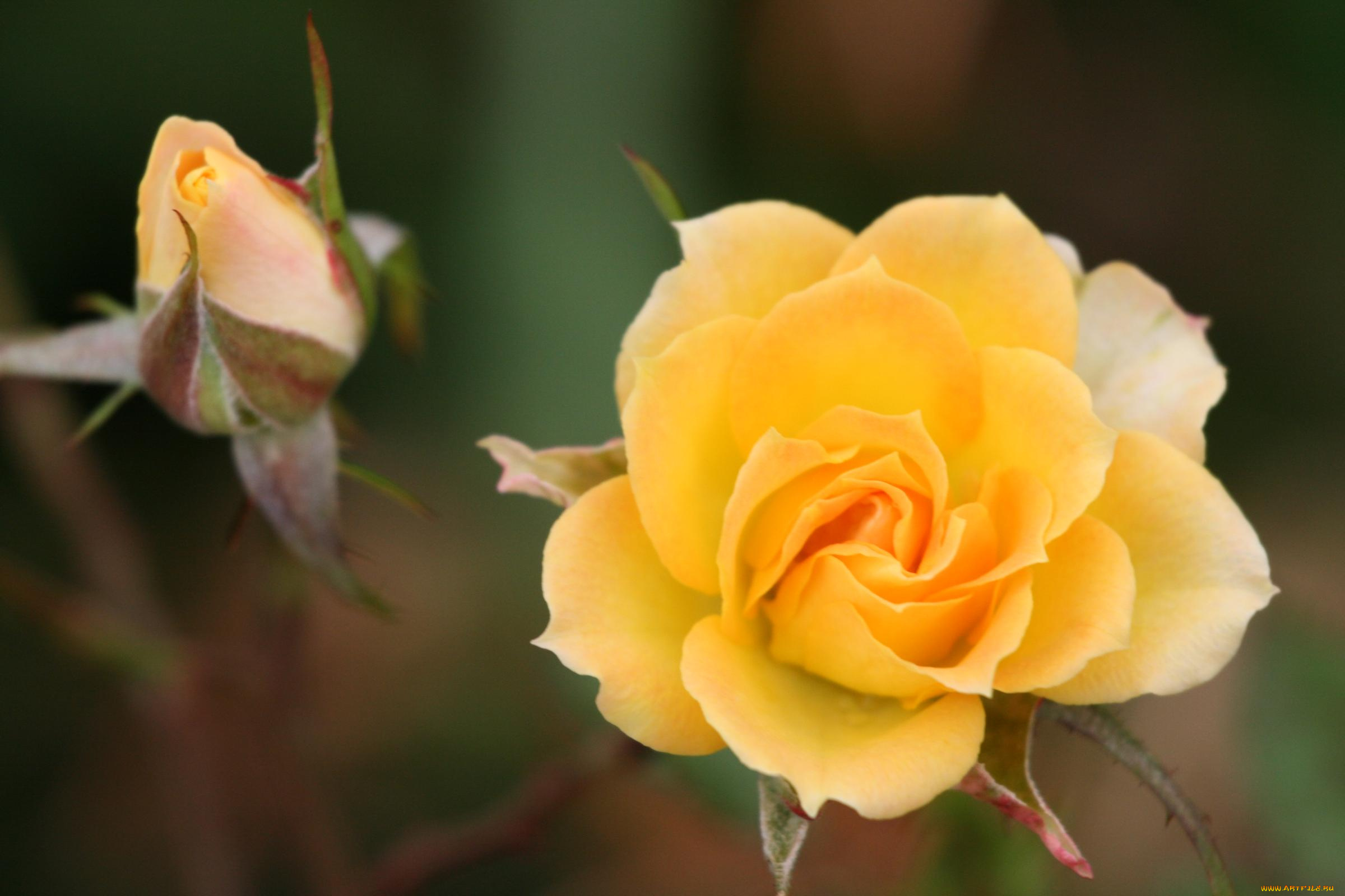 цветы, розы