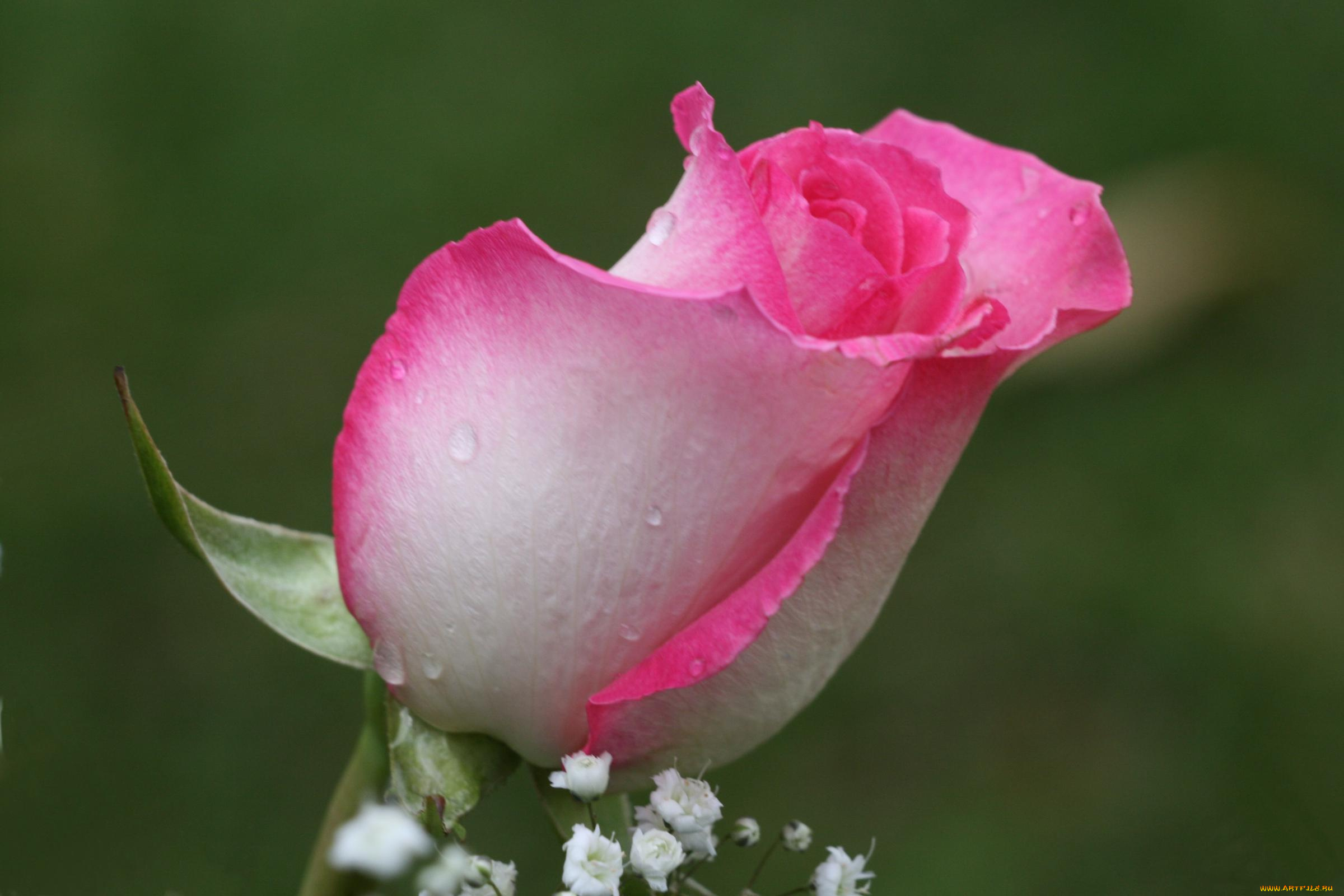 цветы, розы