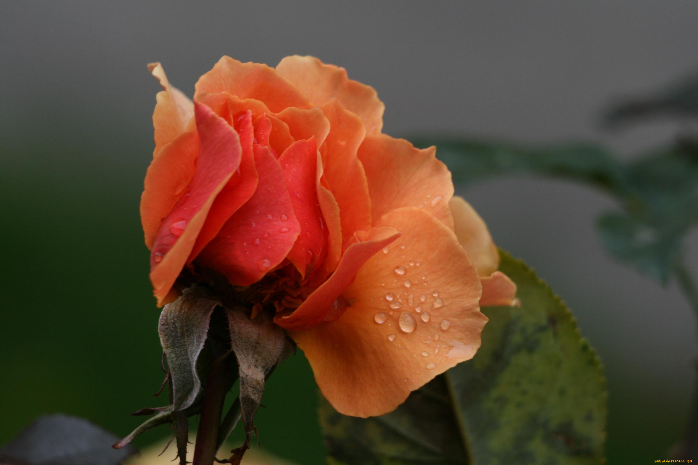 цветы, розы