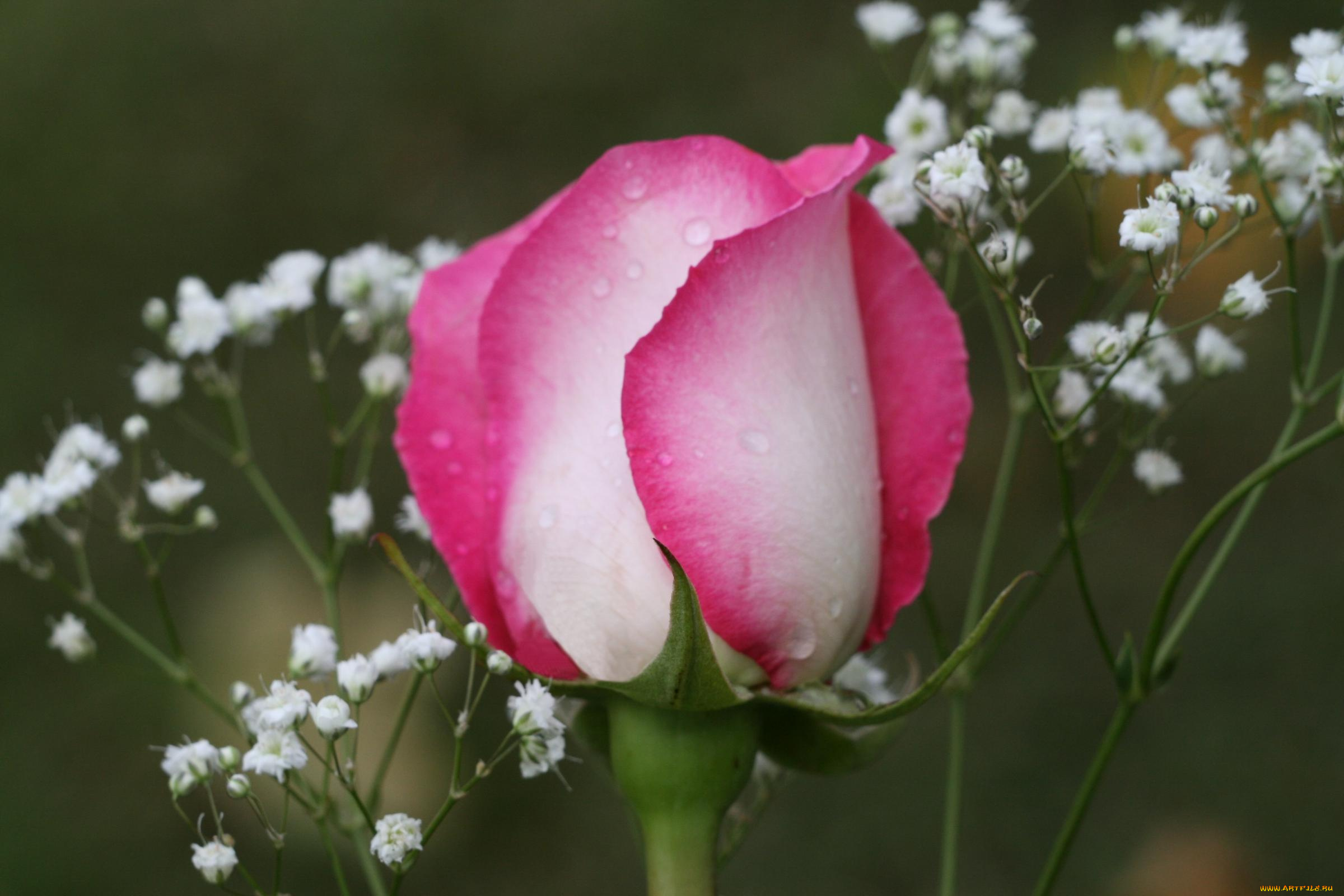 цветы, розы