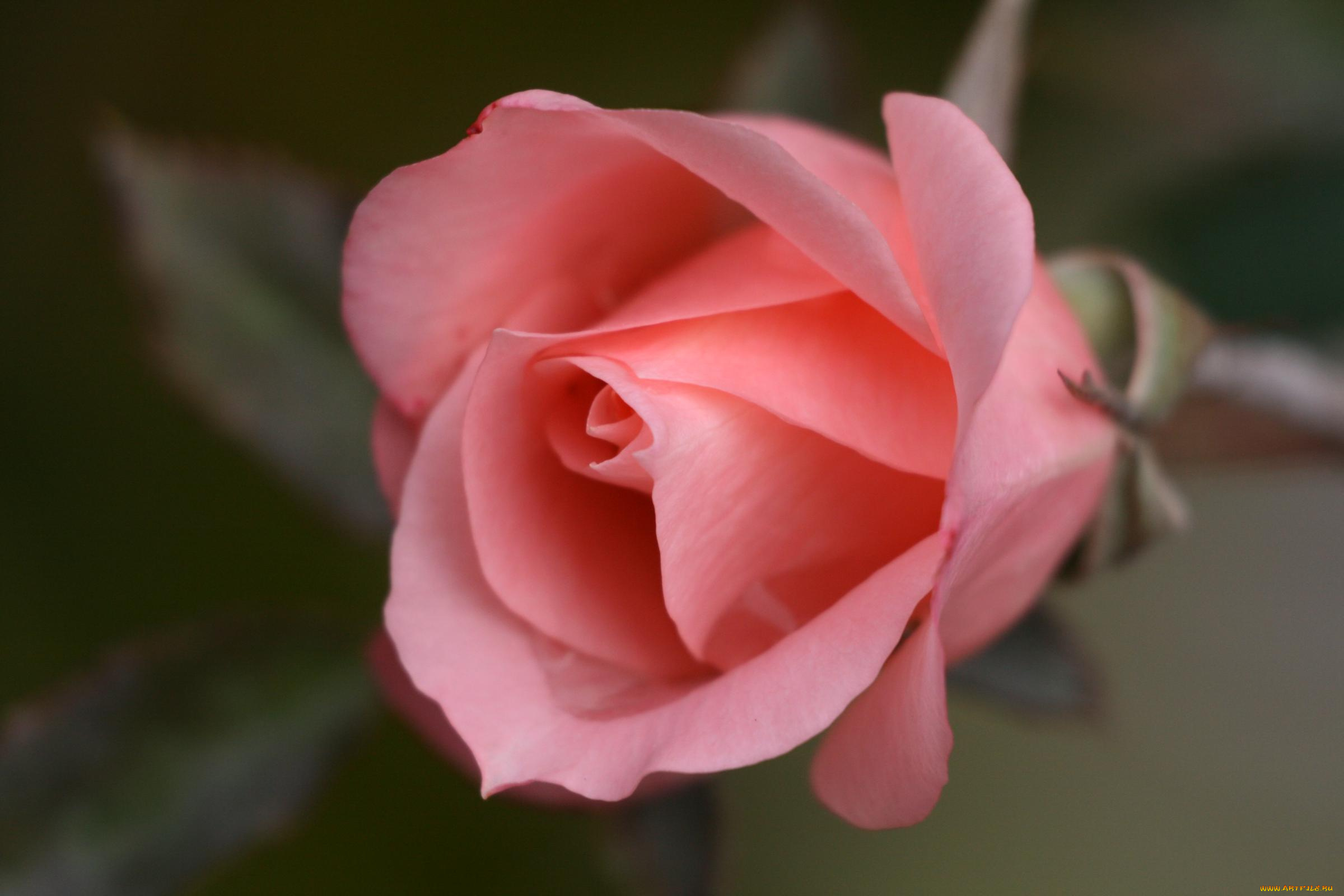 цветы, розы