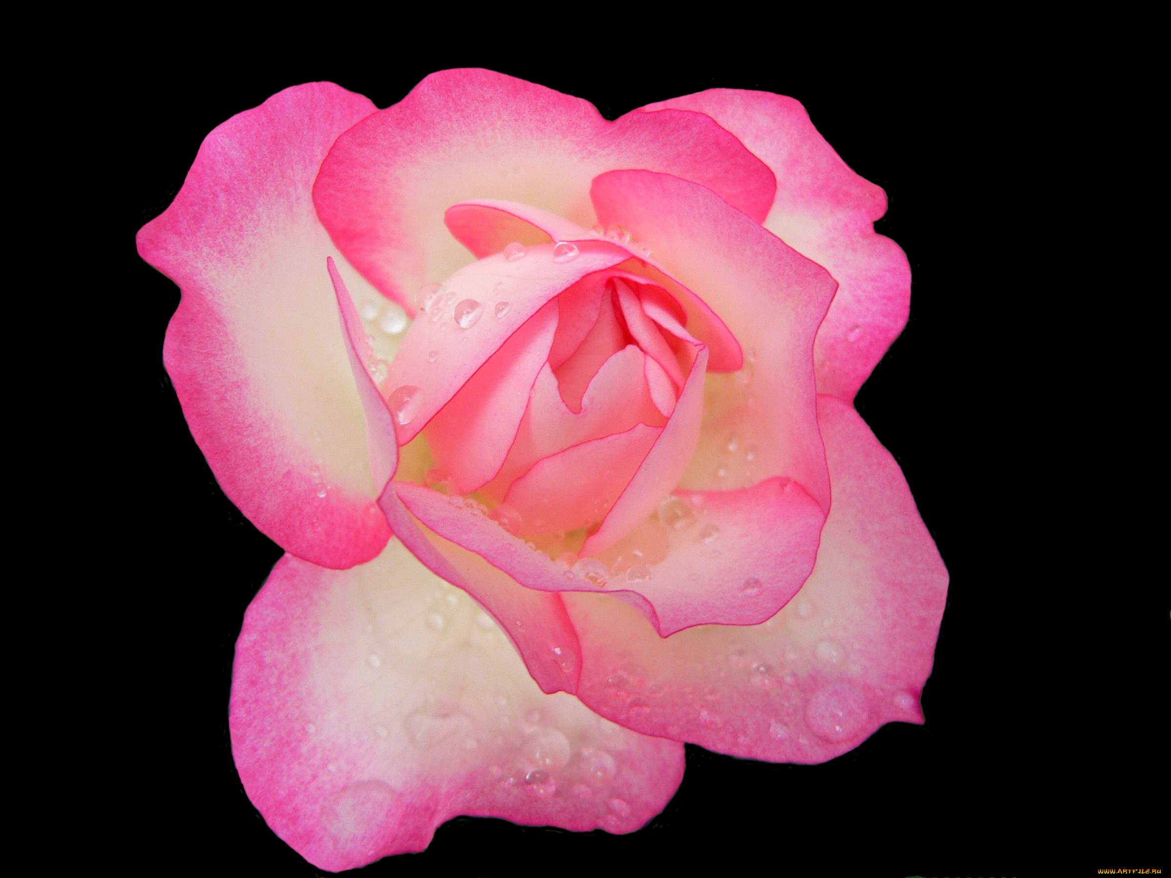 цветы, розы