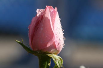 Картинка цветы розы