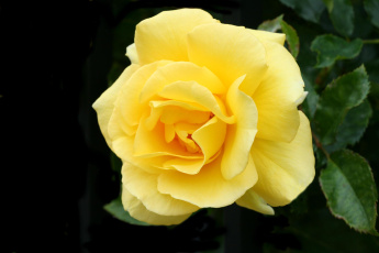 Картинка цветы розы