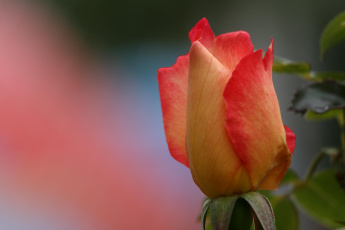 обоя цветы, розы