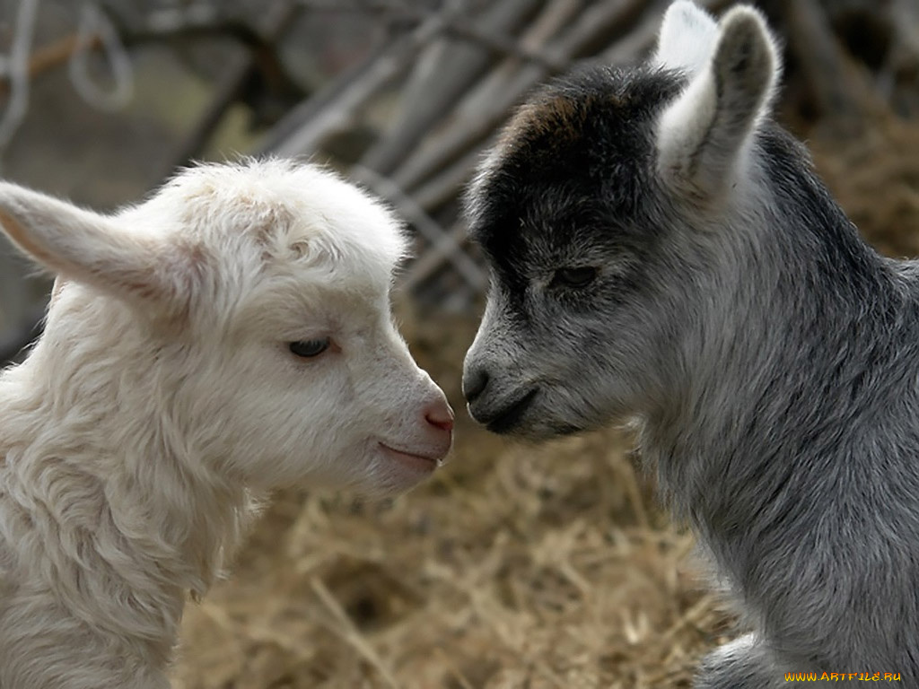 брат, сестра, by, mobby, dick, животные, козы