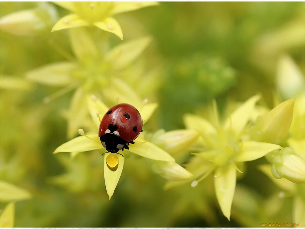 весеннее, настроение, by, sergey, kuranov, животные, божьи, коровки