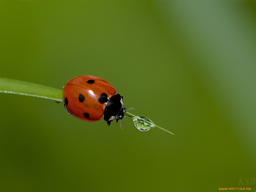 жажда, by, sergey, kuranov, животные, божьи, коровки