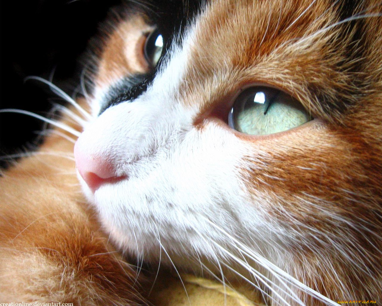 животные, коты