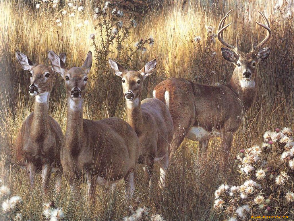 рисованные, животные