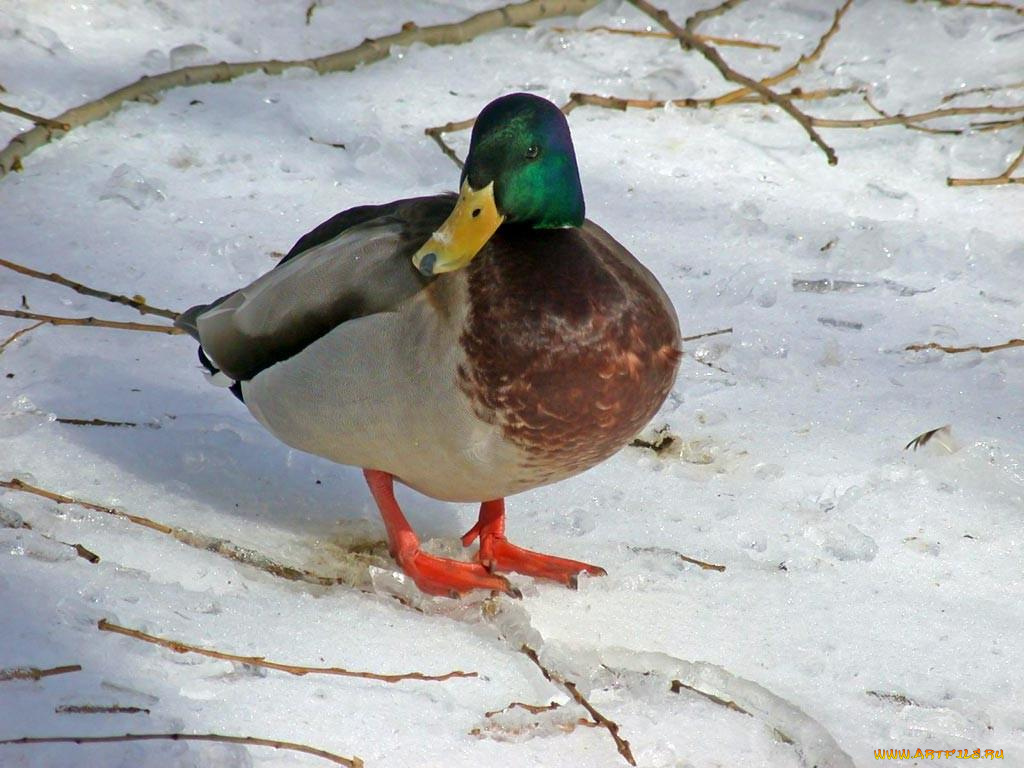 животные, утки