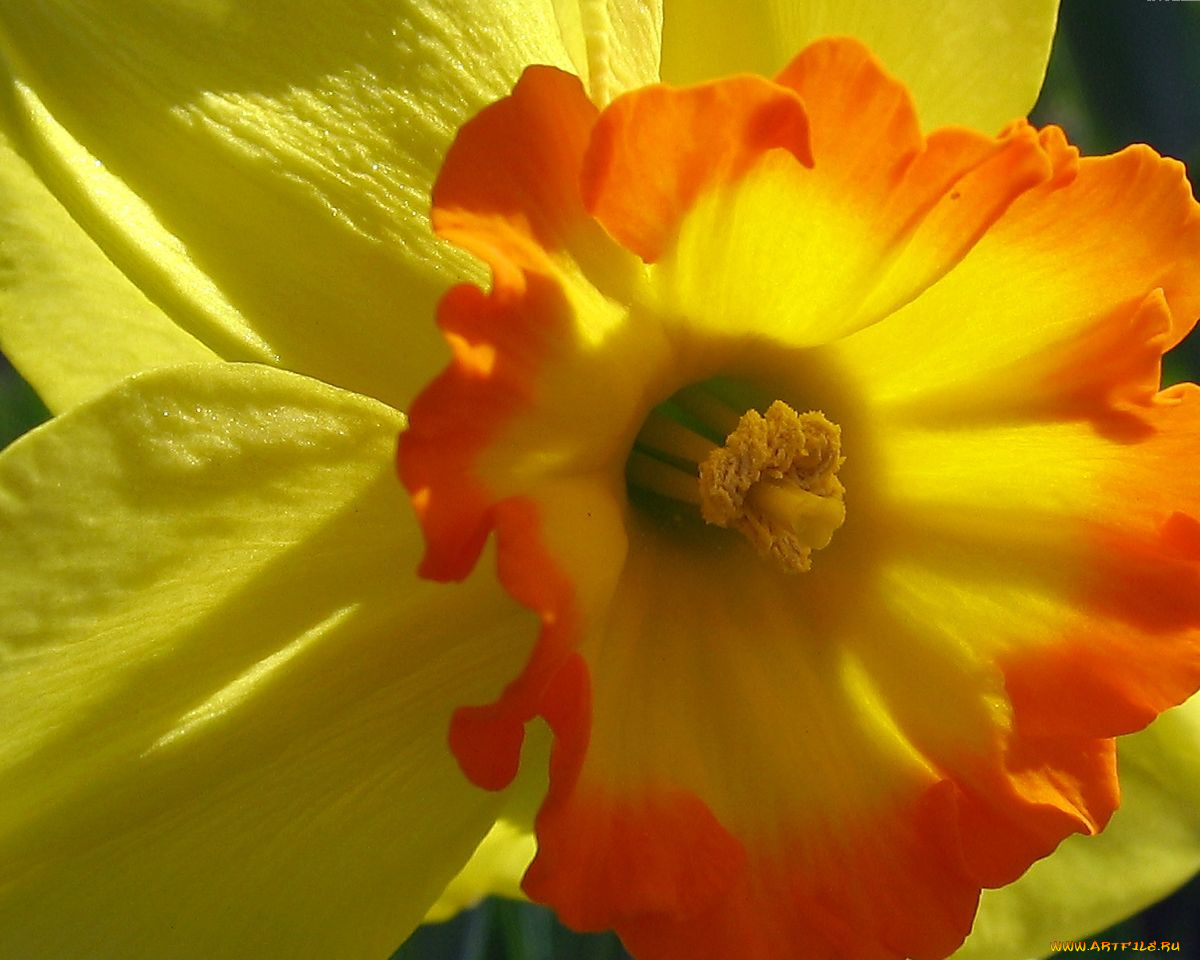 цветы, нарциссы