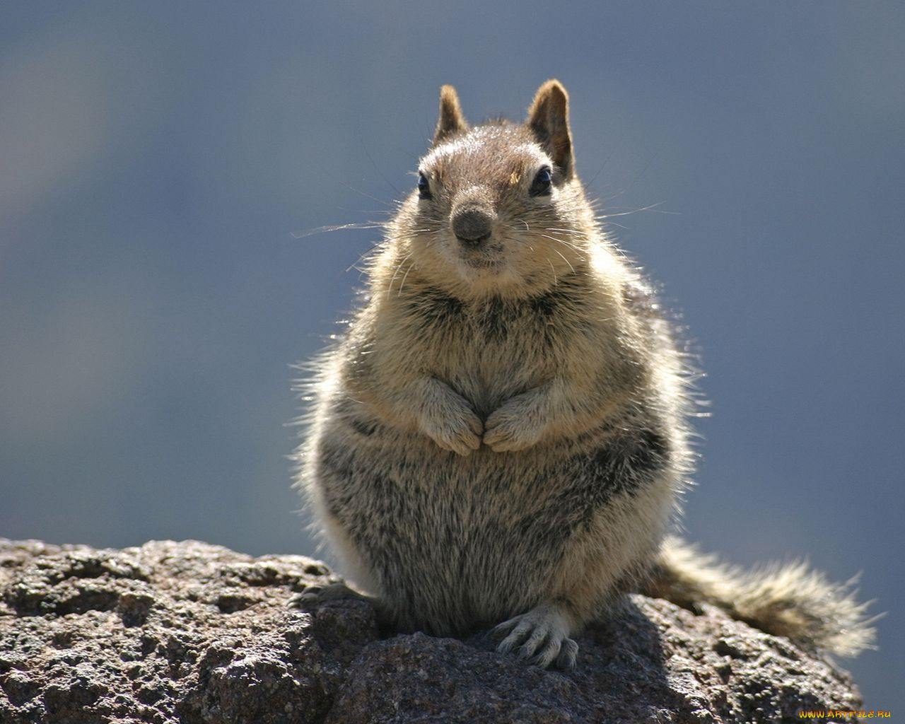 животные, белки