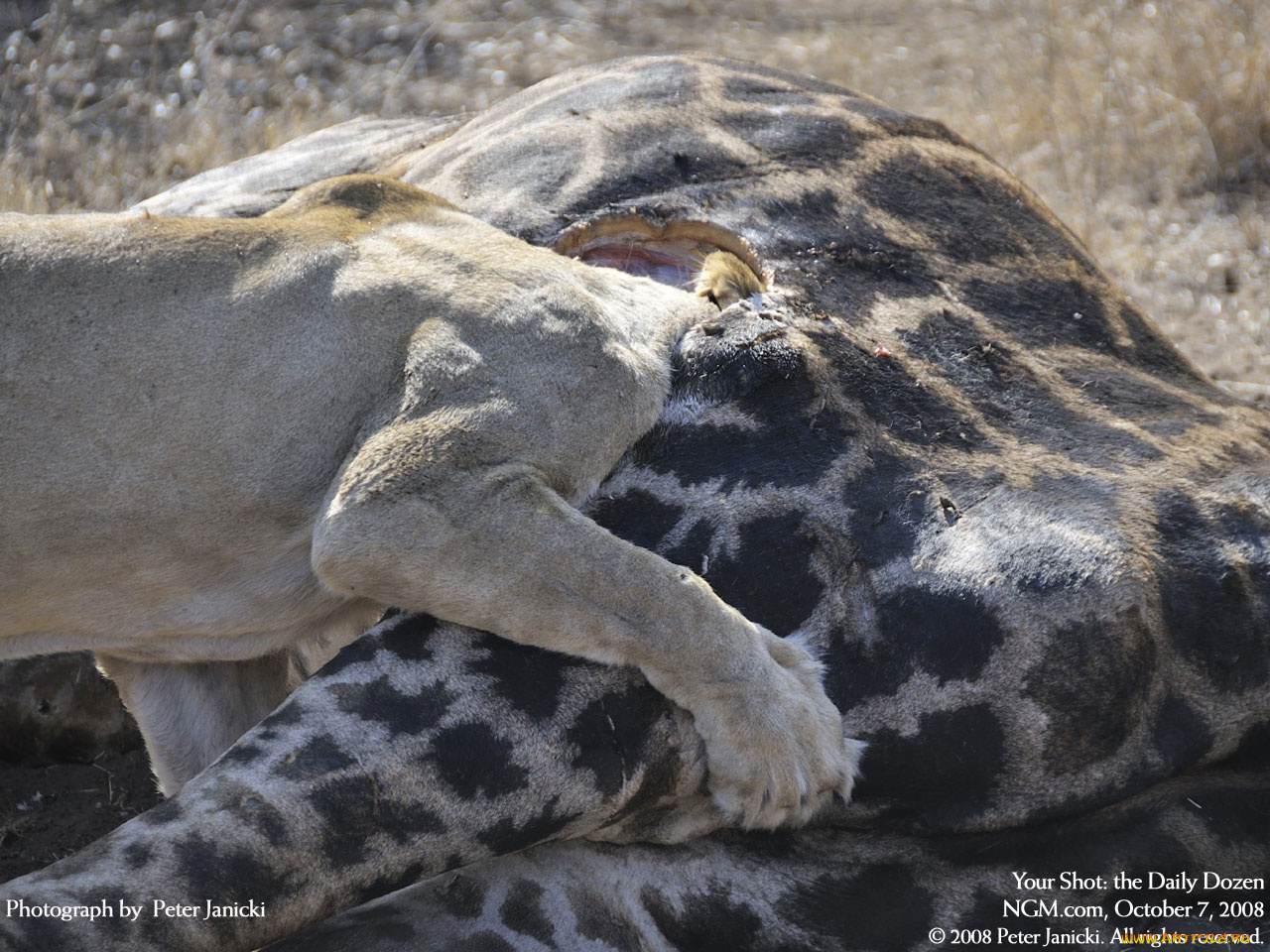 животные, львы