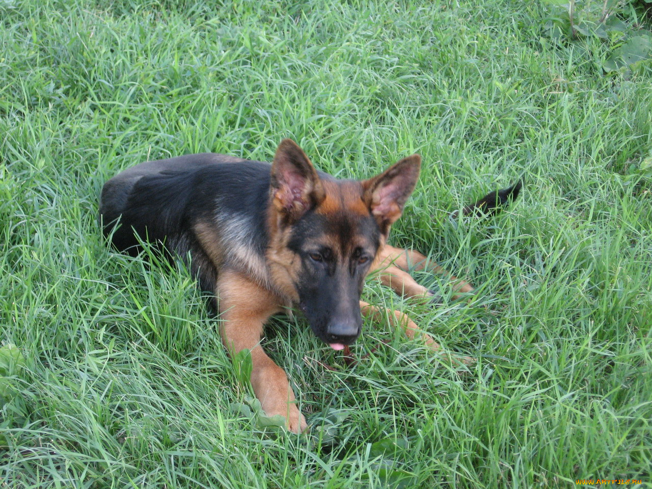 животные, собаки