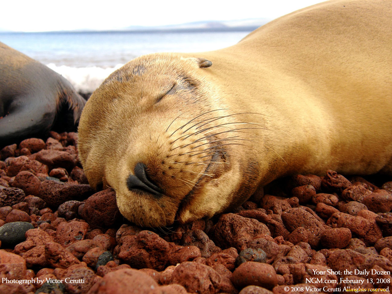 животные, тюлени, морские, львы, котики