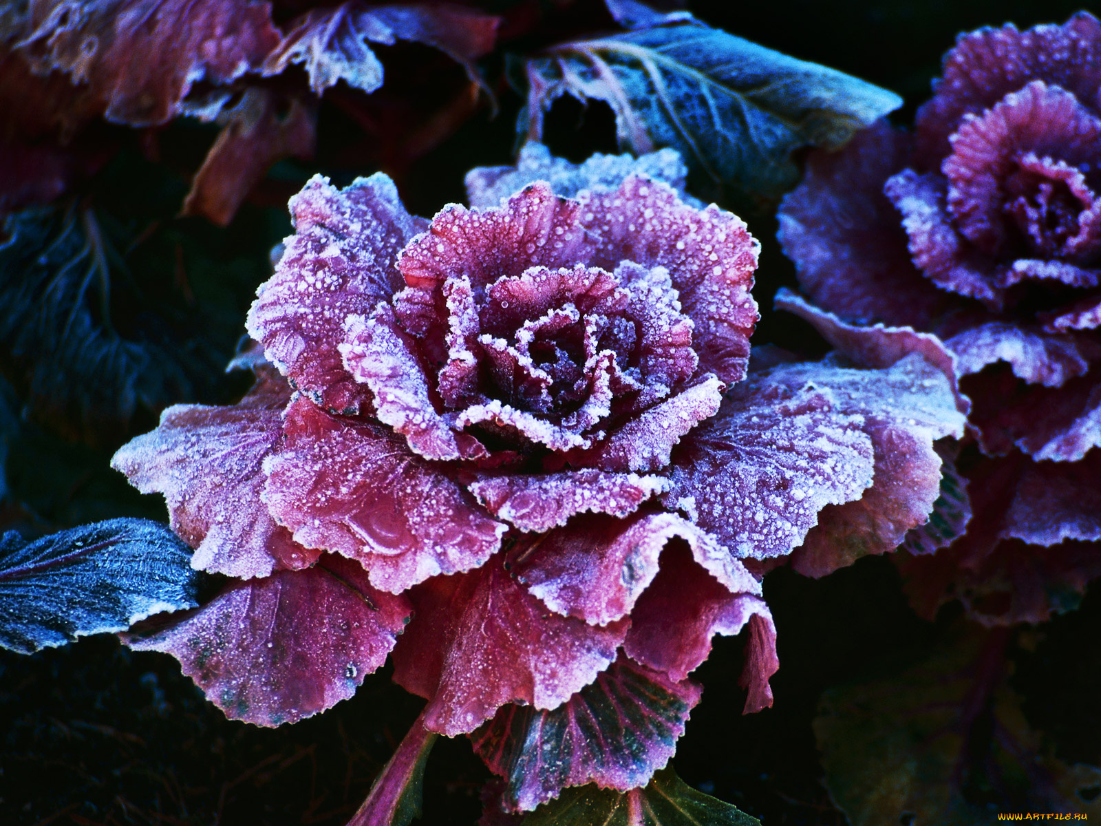 цветы, декоративная, капуста