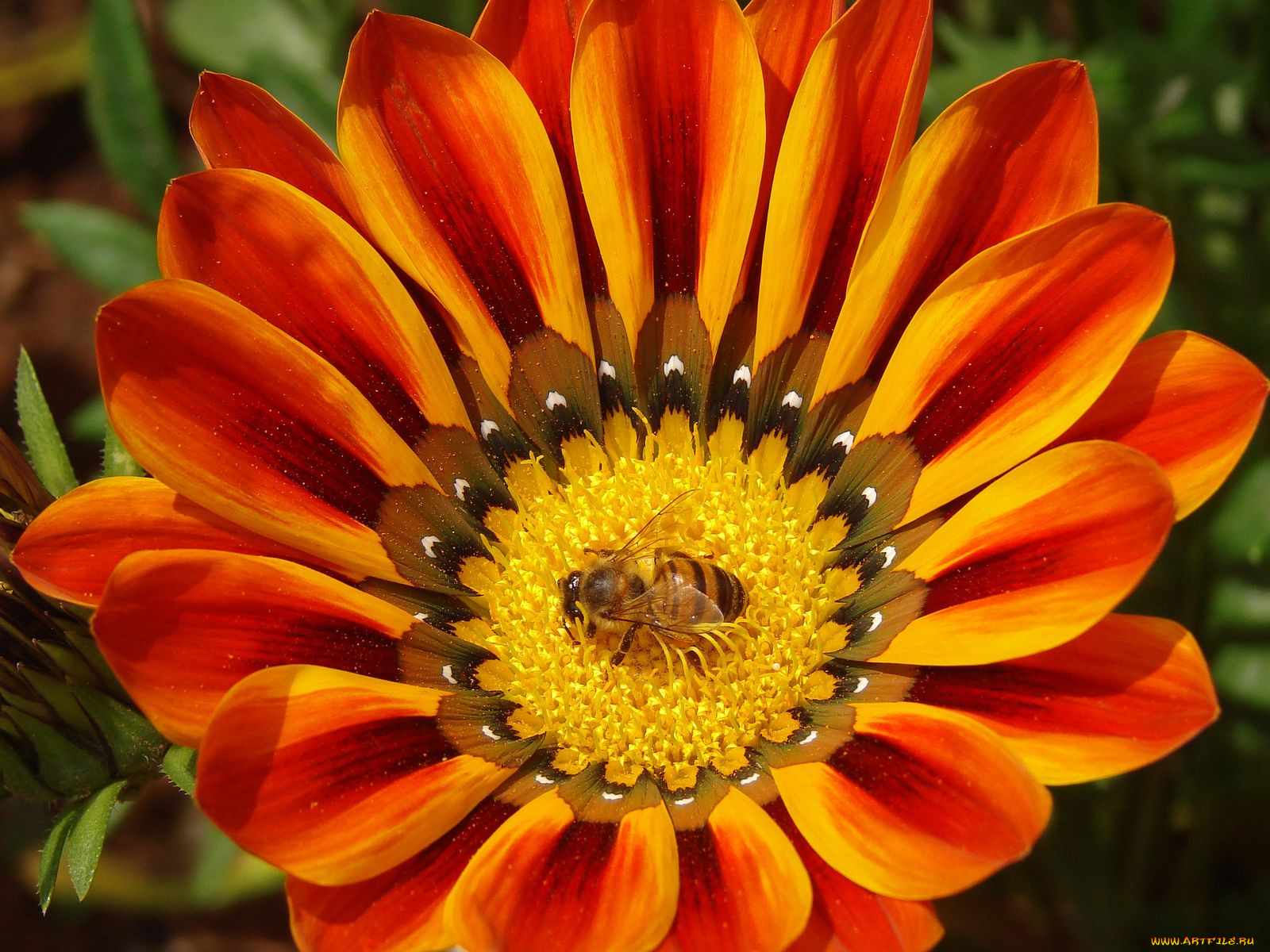 цветы, газания