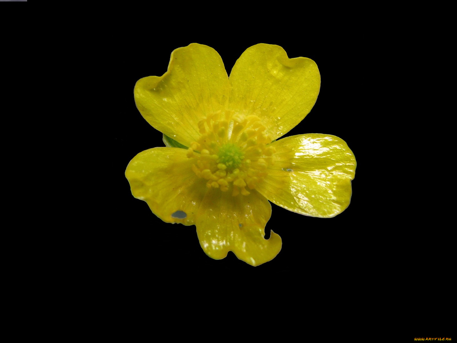 цветы, калужницы, лютики