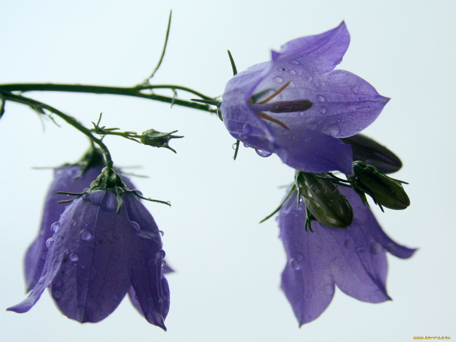 цветы, колокольчики