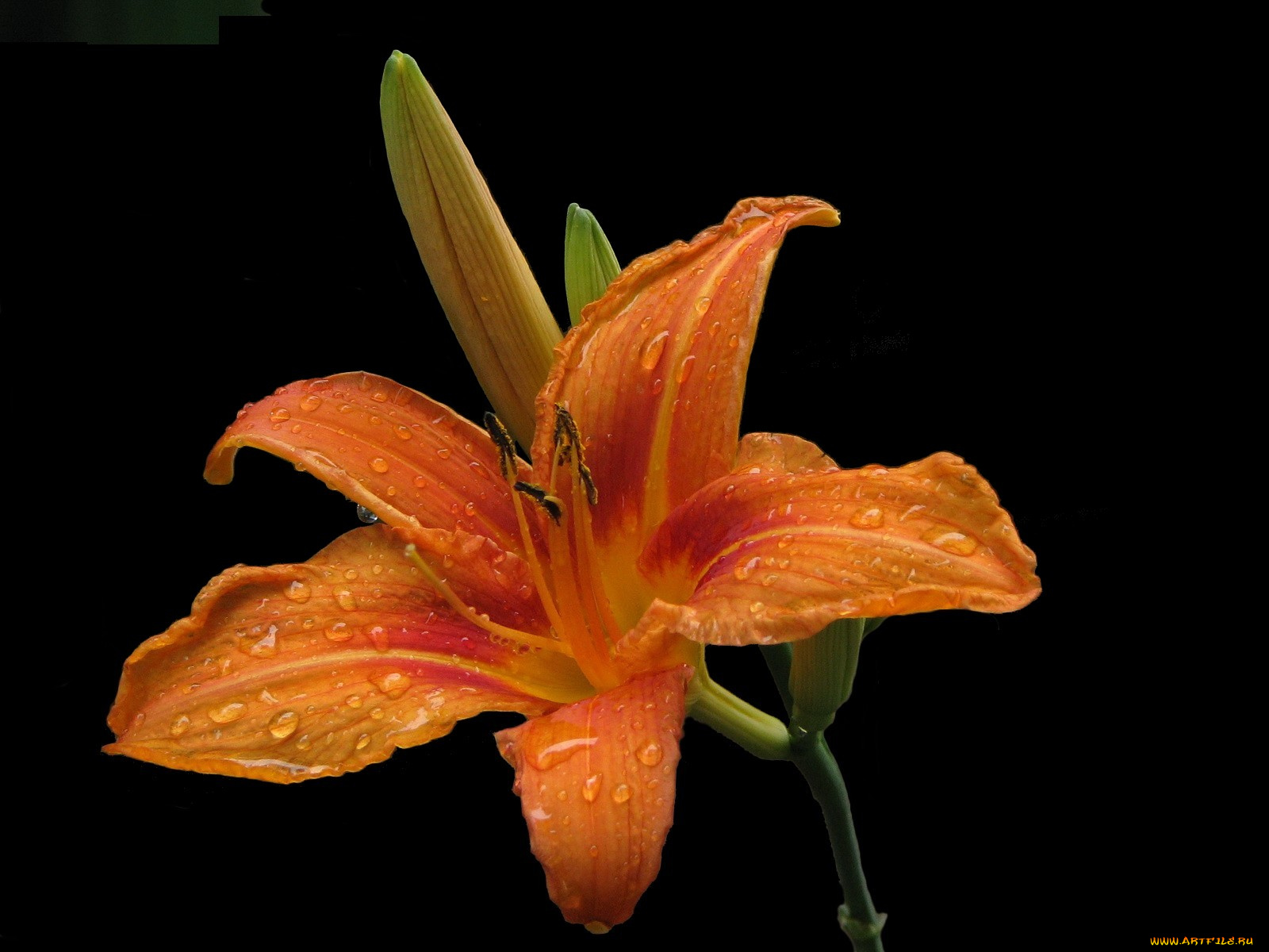 цветы, лилии, лилейники