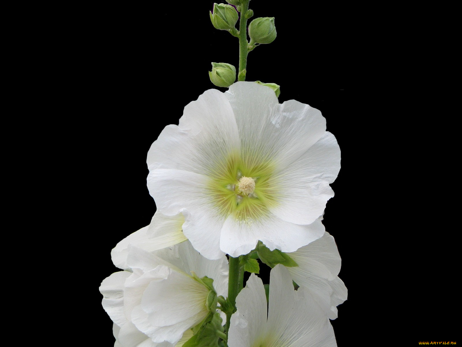 цветы, мальвы