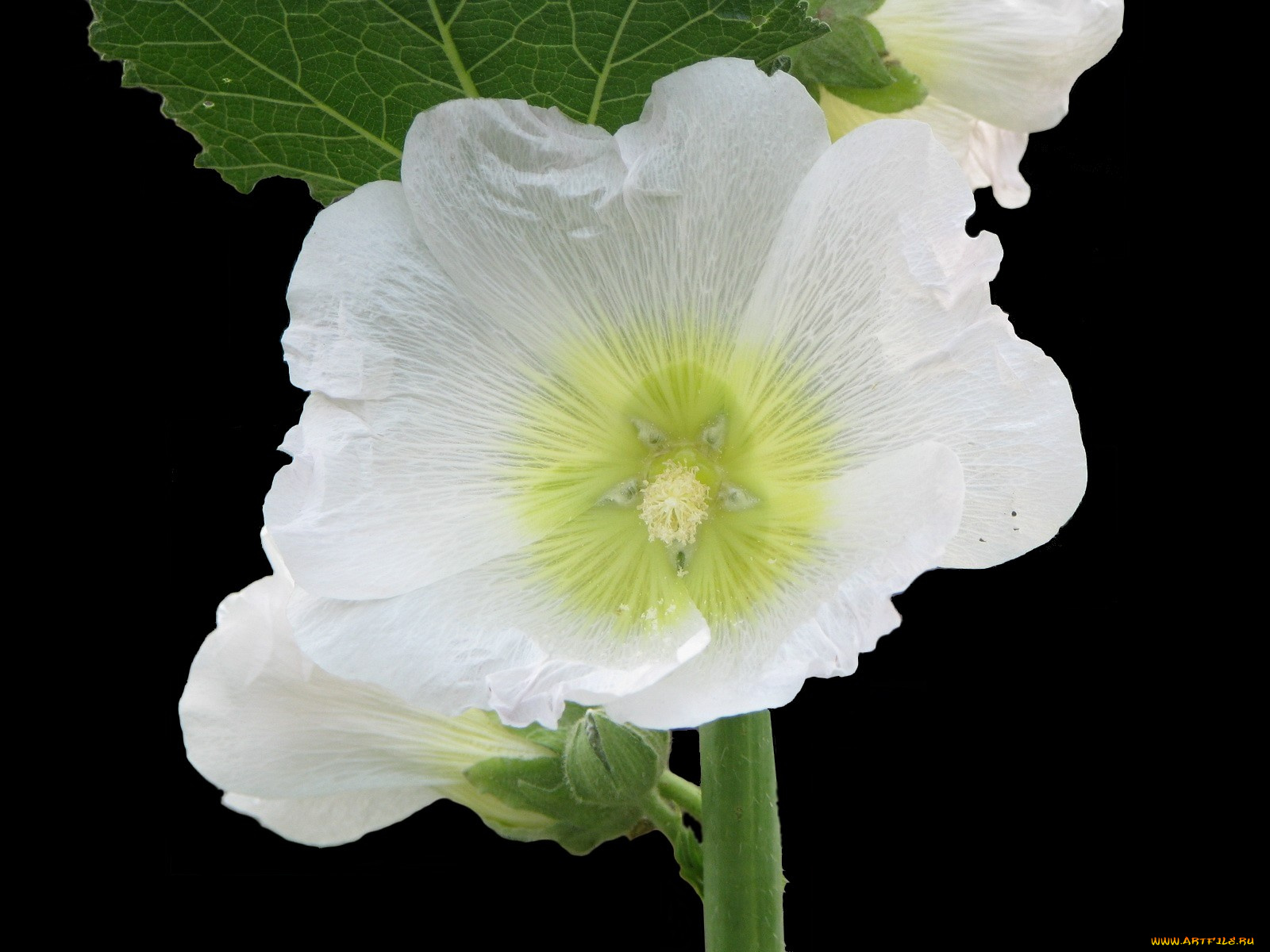 цветы, мальвы