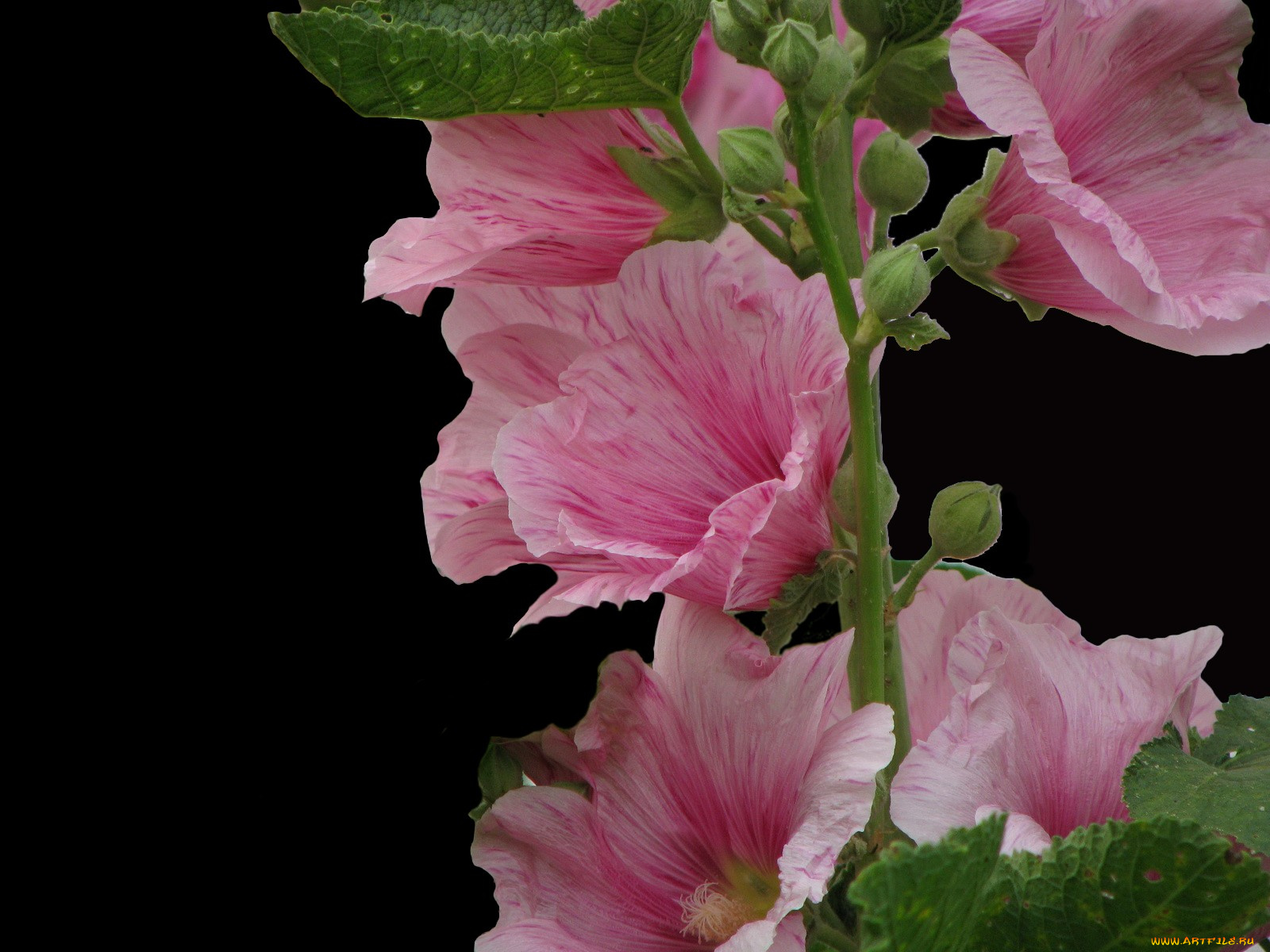 цветы, мальвы