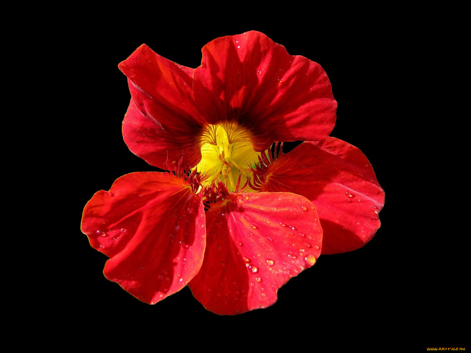 цветы, настурции