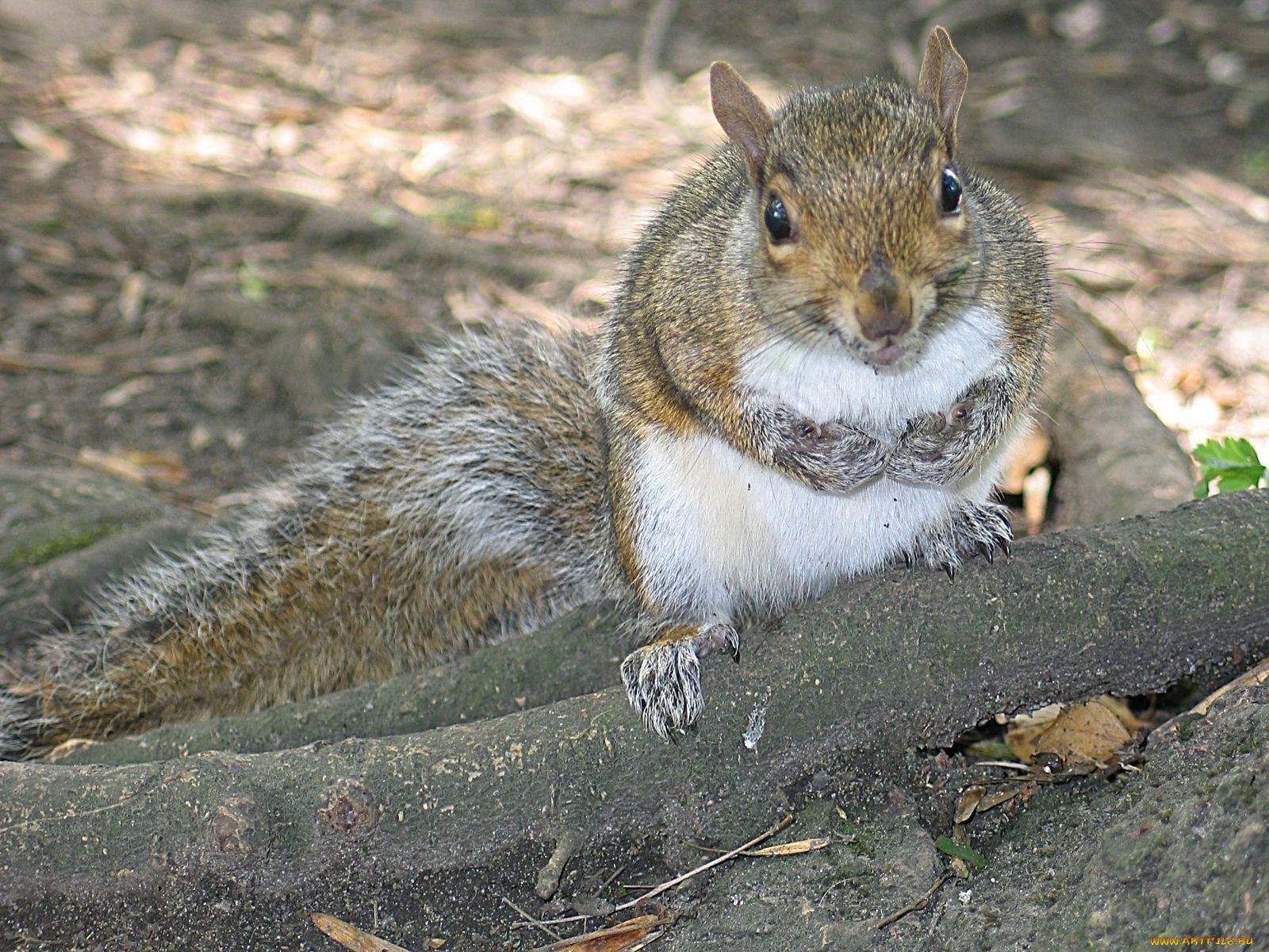 животные, белки