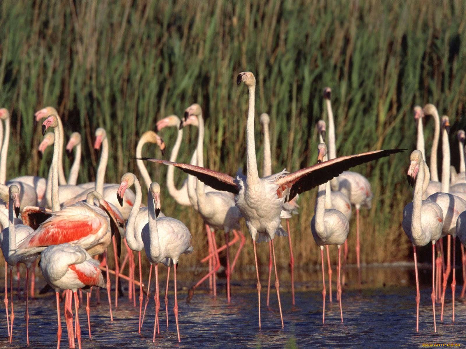 животные, фламинго