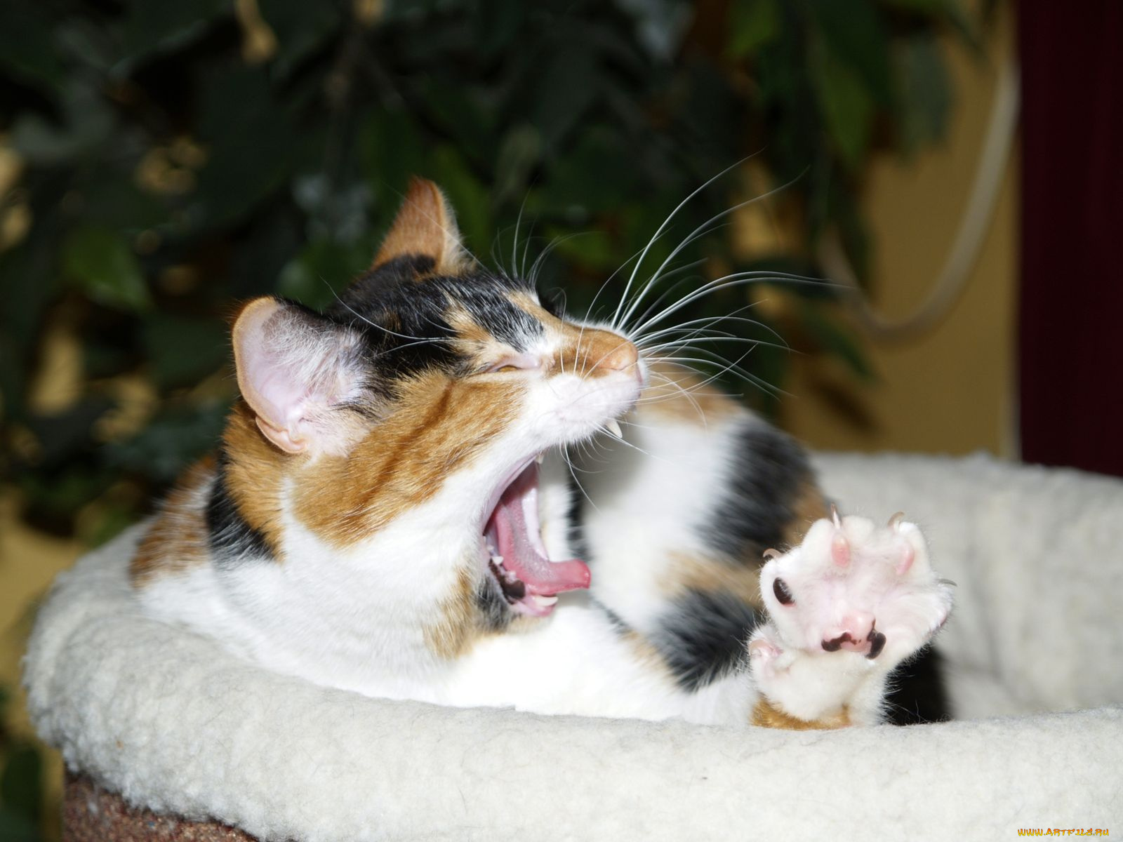 животные, коты