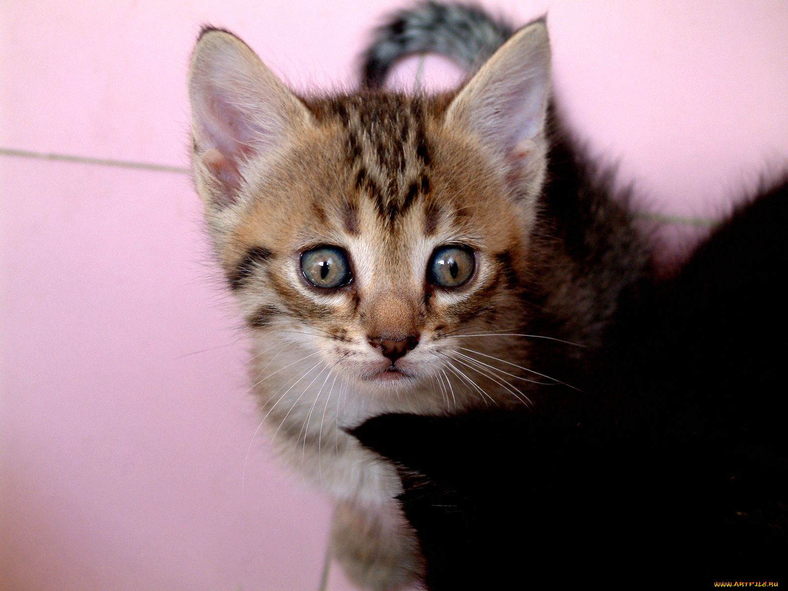 животные, коты