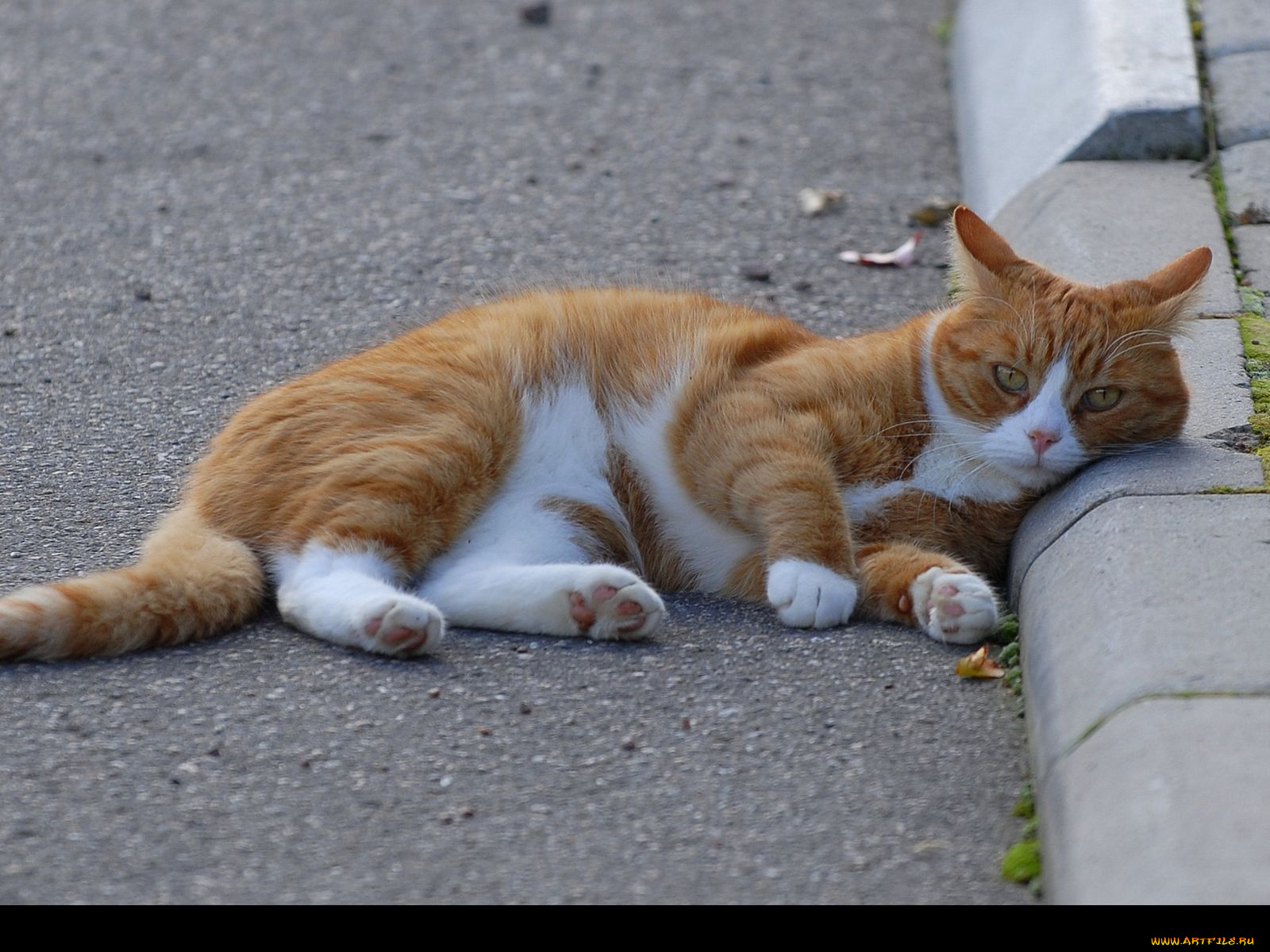 животные, коты